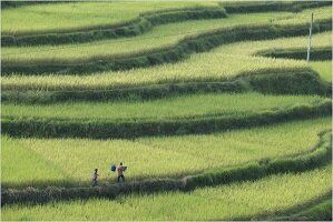 2014 ★ Le Promeneur d'oiseau, de Philippe Muyl