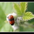 eh non ce n'est pas une coccinelle