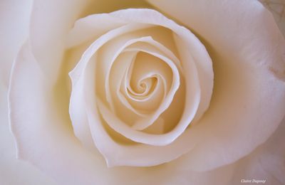 La rose et la pivoine à l'honneur! (Exporose 2025, Grasse)