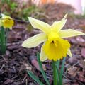 Un peu de fraicheur, de beauté, de couleurs et de printemps...