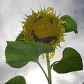 Tournesol, Villandry 2007