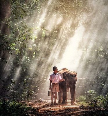 Animal de compagnie.