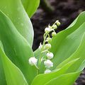 1° Mai Fête du Travail En v'la du Muguet, en