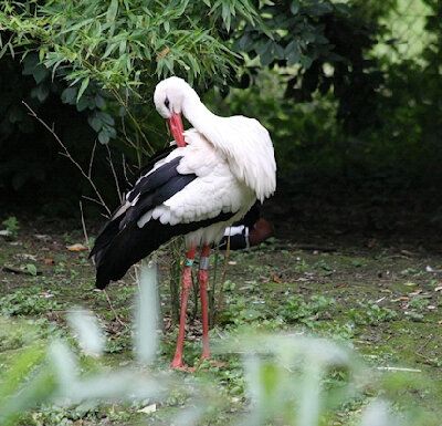 ZooParc de Beauval - 4