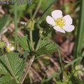 Potentille des rochers