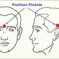 - L'importance de la Glande Pinéale !