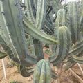 Cactuseraie de Guipavas