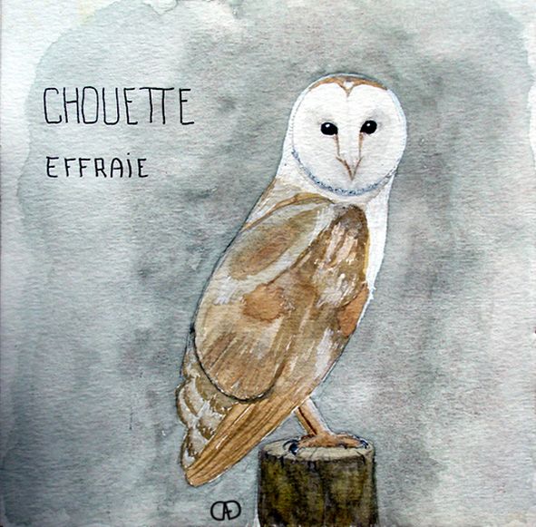 chouette