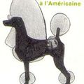 coupe de caniche "continental a l'américaine"