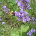 Beauté et bienfaits de la nature : la lavande.