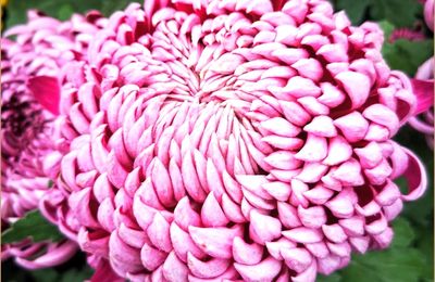La fleur d'or - Le Chrysanthème