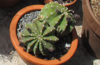 PRODIGIEUX CACTUS 1/2 : Echinopsis subdenudata : increvable ?