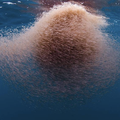 MUSIQUE FUNÉRAIRE POUR BANC DE CREVETTES