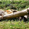 La sieste du tigre