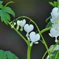 Le cœur-de-marie blanc (Dicentra spectabilis 'Alba')