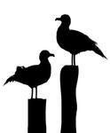 motif gratuit, vectorisation offerte: mouettes