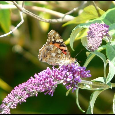 je viens de comprendre !!!