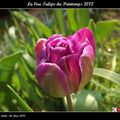 La 1ère Tulipe du Printemps 2012