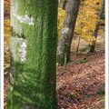 L'automne dans les bois ... Maurice. 