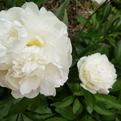 Fleurs à gogo... trop de vert ?