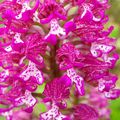 [Semaine Thématique Orchidons ! ] De beaux hybrides !