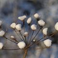 Lorsque la neige fond, où va le blanc ?