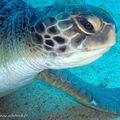 Tortue verte (Chelonia mydas)