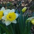 Narcissus 'Attraction'