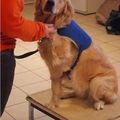 Samedi 2 férvier : cours Handi'chiens; mission photos