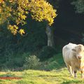 l'automne, les taureaux