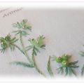 Fantaisies de Fils - Aronia