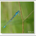 AGRION