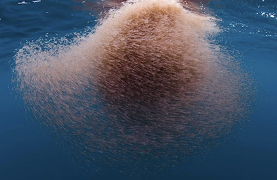MUSIQUE FUNÉRAIRE POUR BANC DE CREVETTES