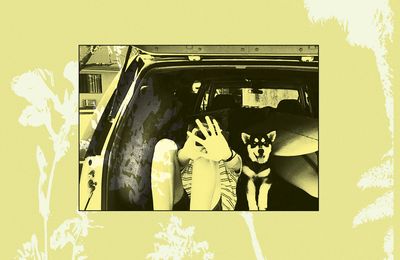 THROWING MUSES – Moonlight Concessions (2025)