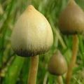 Les champignons hallucinogènes