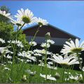 Marguerites...oh... Marquerites....