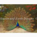 peacock de archibald thorburn 