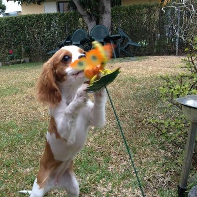 Ebony, notre deuxième louloute ckc