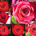 rose rouge passion