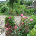 Encore la belle rose ancienne 'Rosa Mutabilis', dans les premières années de sa plantation...