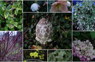 Jasmin, hélébore, fusain,cornouiller,lierre et hortensias