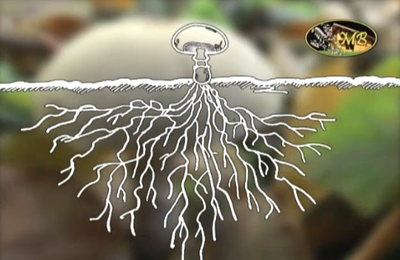 Un documentaire très instructif sur les champignons...