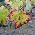 L'automne dans les collines