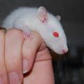 Bébé Rat
