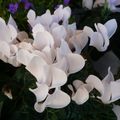 LE BOUQUET DU VENDREDI...