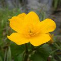 Caltha palustris L., 1753 