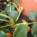 1ère récolte de fraises