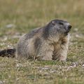 Bientôt l'hibernation pour les marmottes