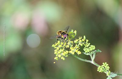 Syrphe tête de mort * Batman hoverfly