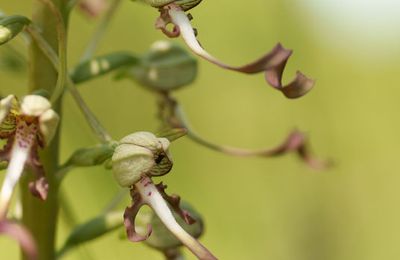 L'Orchis bouc